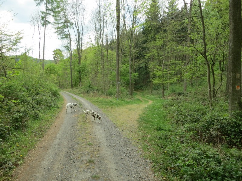 Traumpfad Schwalberstieg