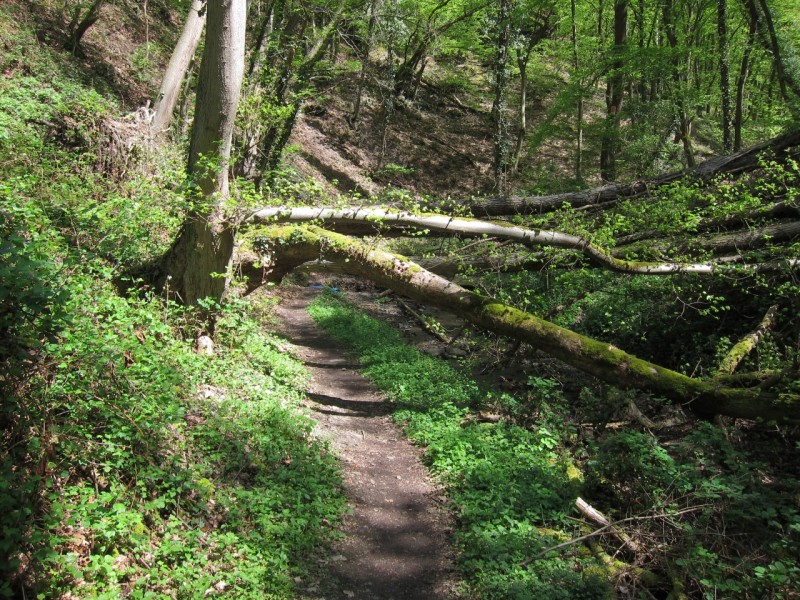 Traumpfad Schwalberstieg