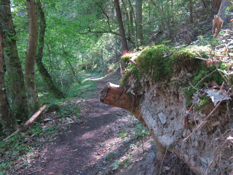 Traumpfad Schwalberstieg