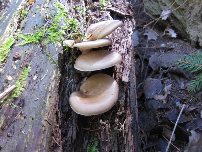 Traumpfad Schwalberstieg