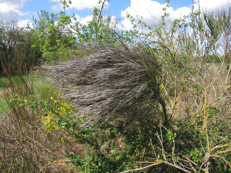 Traumpfad Schwalberstieg