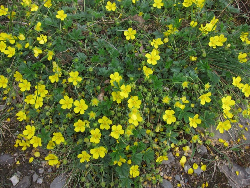 Traumpfad Schwalberstieg