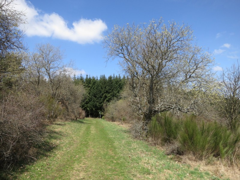 Traumpfad Wacholderweg