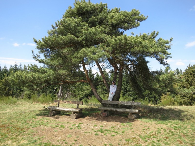 Traumpfad Wacholderweg