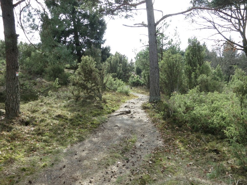 Traumpfad Wacholderweg