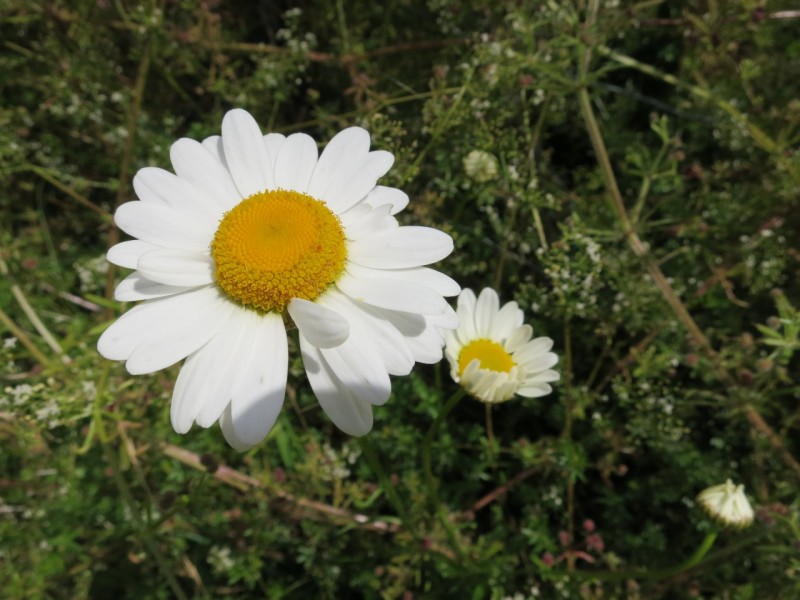 Traumpfad Waldseepfad Rieden