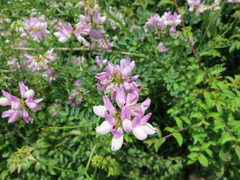 Traumpfad Waldseepfad Rieden