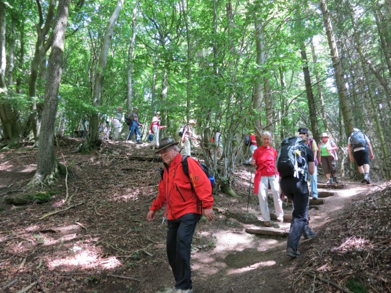 Traumpfad Waldseepfad Rieden