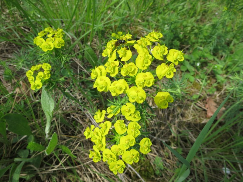 Traumpfad Wolfsdelle