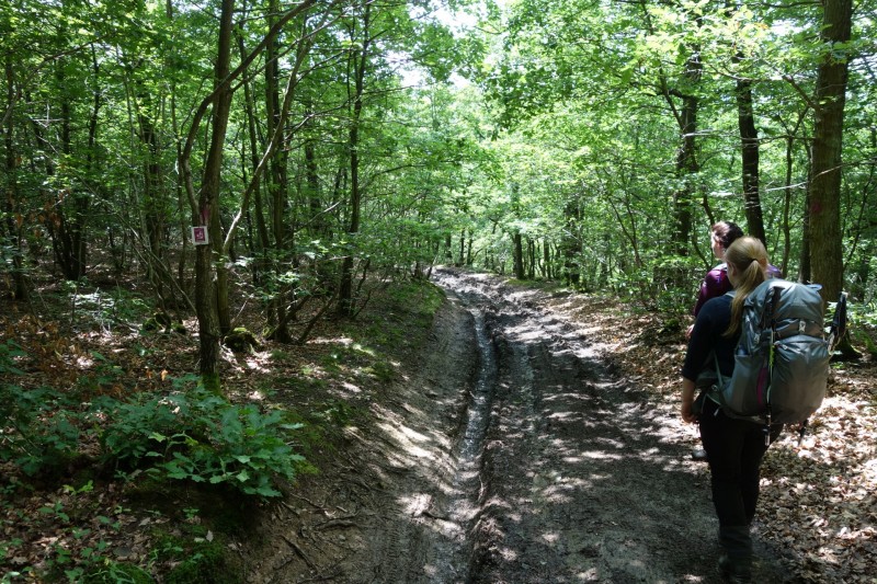 Traumschleife Ehrbachklamm mit Rauschenburg Ruine