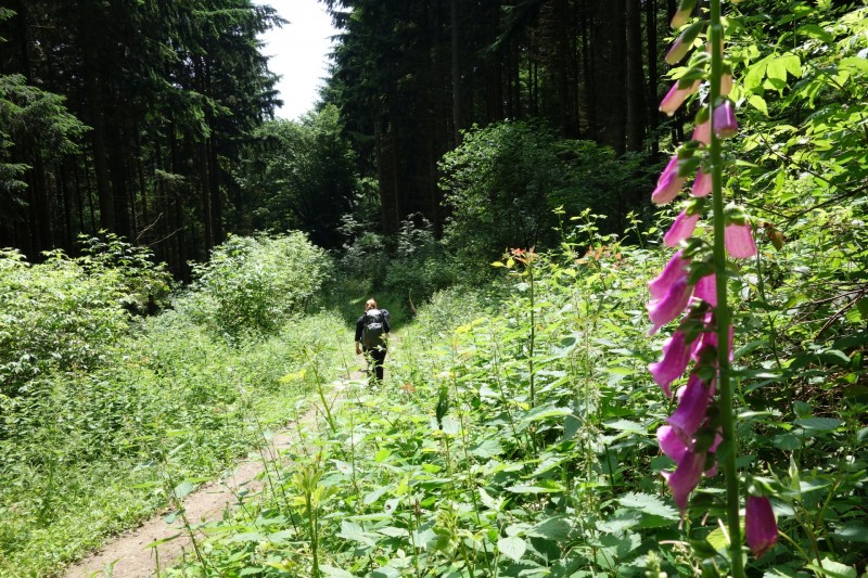 Traumschleife Ehrbachklamm mit Rauschenburg Ruine