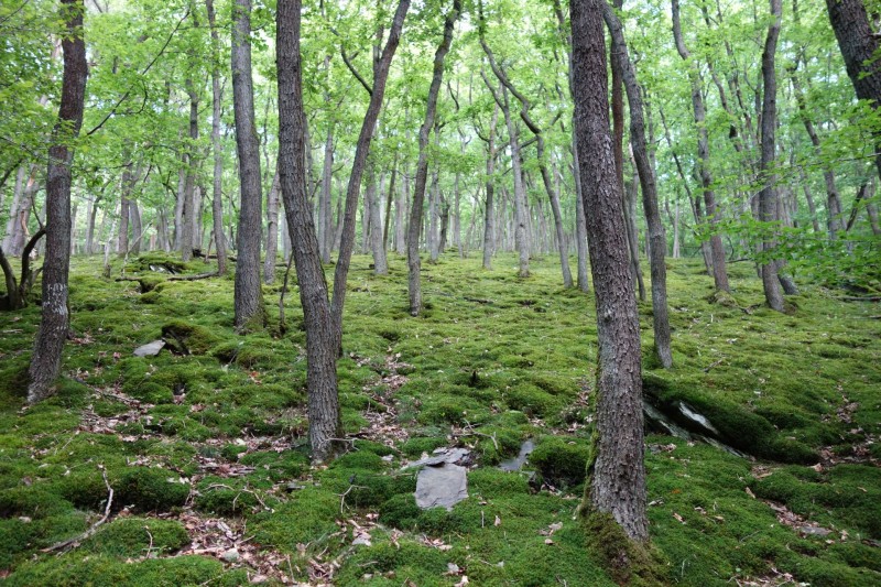 Traumschleife Ehrbachklamm mit Rauschenburg Ruine