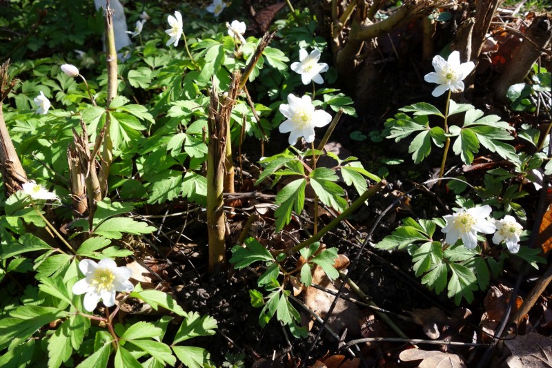 Traumschleifen F�nfseenblick und Rheingold