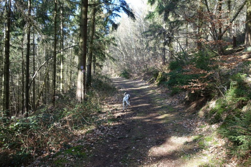 Traumschleifen F�nfseenblick und Rheingold