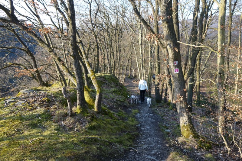 Traumschleifen F�nfseenblick und Rheingold