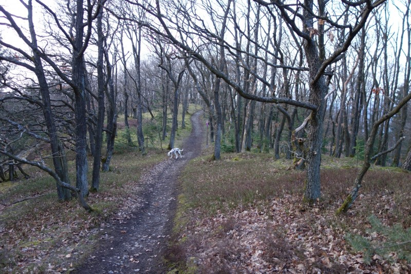 Traumschleifen F�nfseenblick und Rheingold