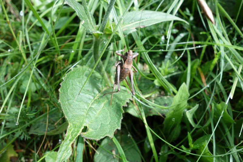 Trins - Blaserh�tte - Blaser - Trins