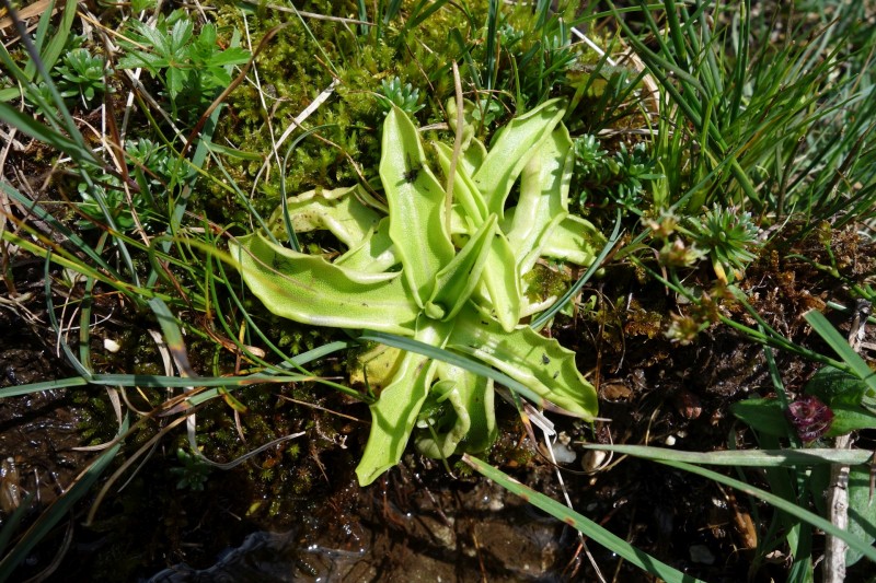 Trins - Blaserh�tte - Blaser - Trins