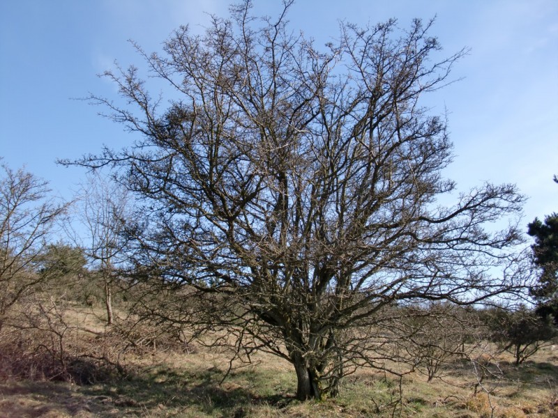 Traumpfad Virne Burgweg