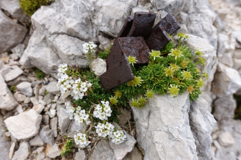 Wiener-Neustdter-Htte - Stopselzieher-Steig - Zugspitze - Mnchner Haus - Knorrhtte
