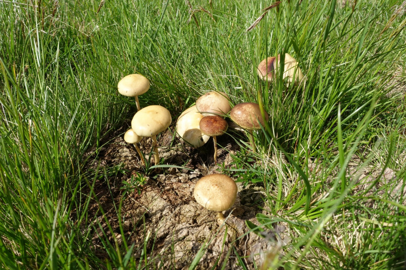 Wildseeloderhaus - Bischof - Sonnspitze - Bochumer Htte