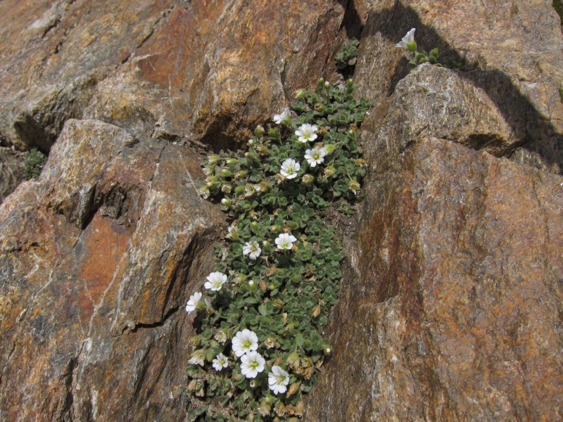 Wildspitze