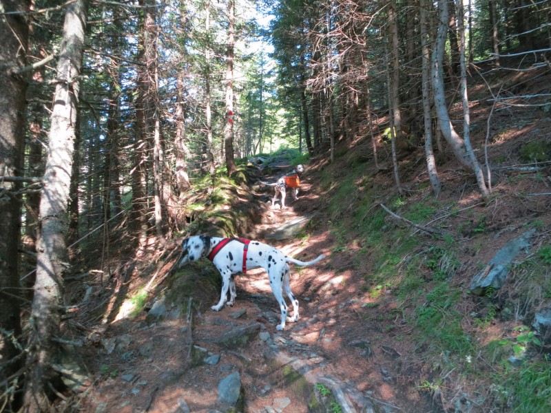 Wolliggerhütte - Auernig - Maresenspitz - Auernig - Wolliggerhütte